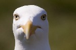 155